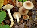 Hygrophorus arbustivus